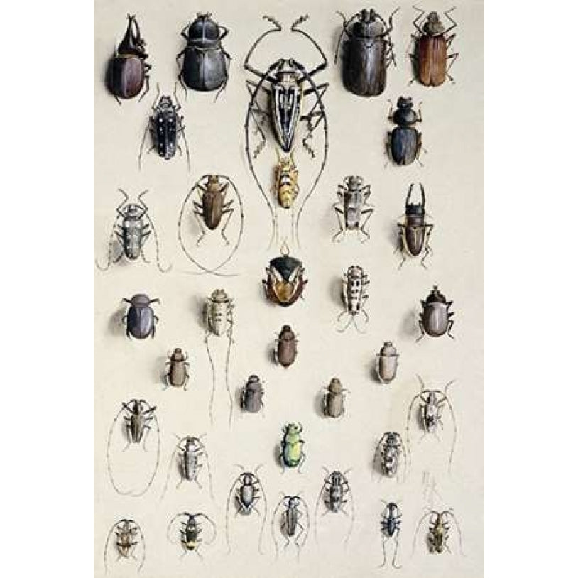 Thirty-Four Insects Poster Print by Marian Ellis Rowan Image 1