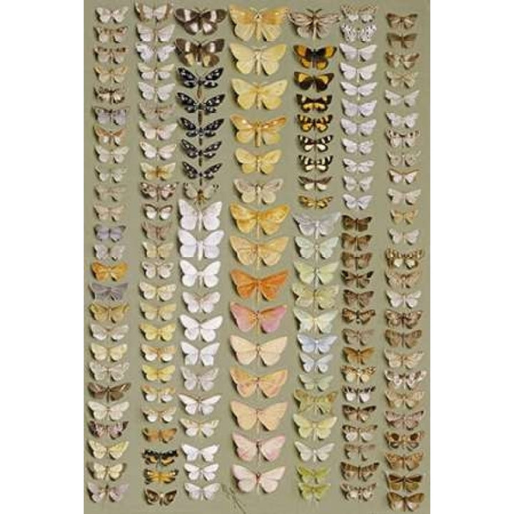 One Hundred and Fifty-Eight Moths Poster Print by Marian Ellis Rowan Image 2