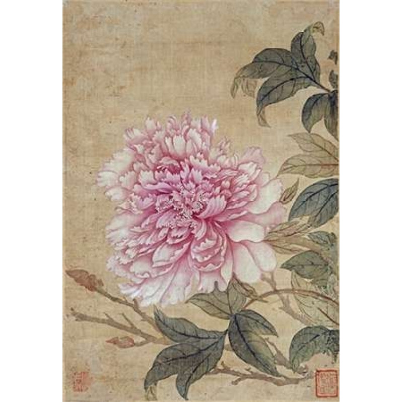 Peony Poster Print by Yun Shouping Image 2