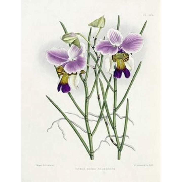 The Orchid Album Plate 475 Poster Print by Robert Warner Image 1