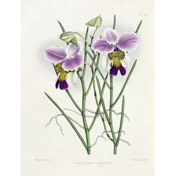 The Orchid Album Plate 475 Poster Print by Robert Warner Image 1