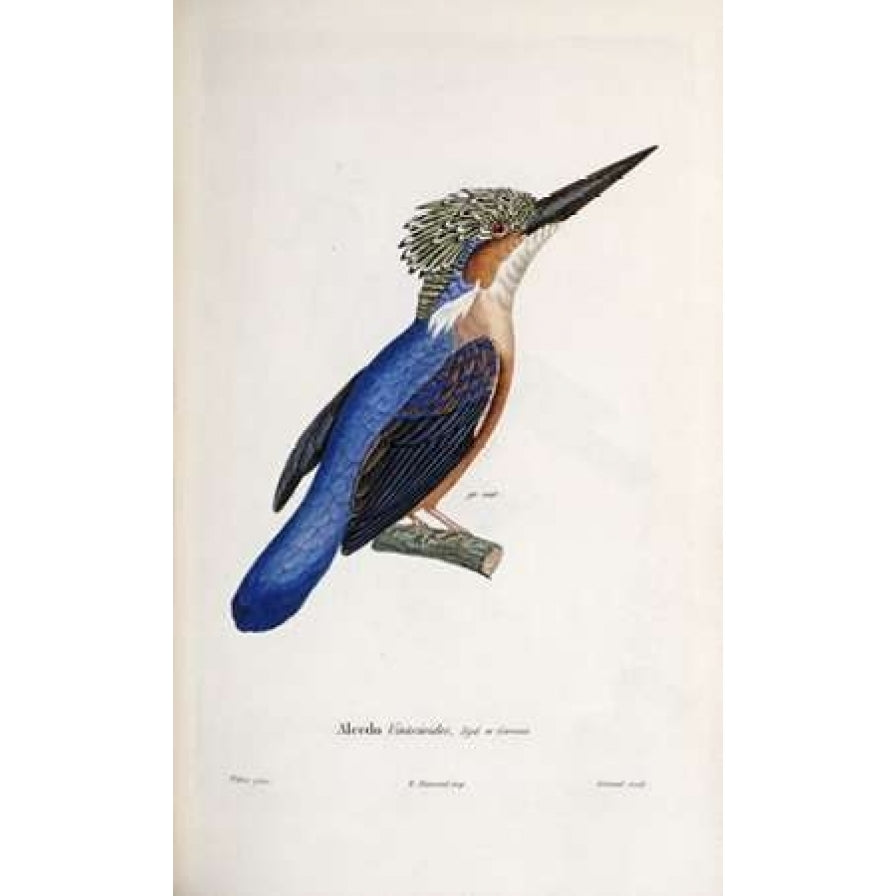 Malagasy Kingfisher Poster Print by Cyrille Pierre Theodore LaPlace Image 1