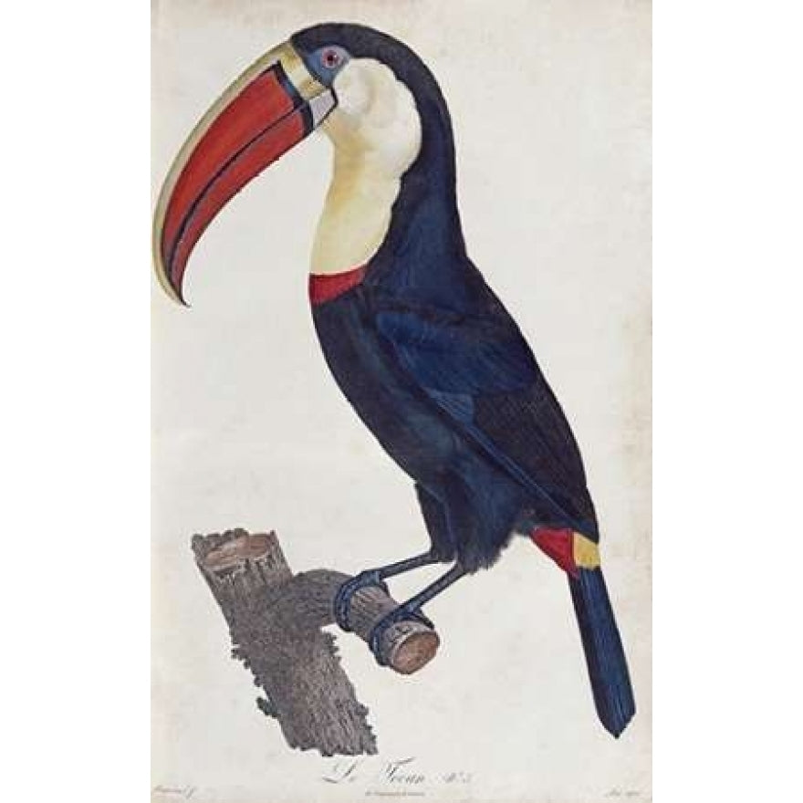 Toucan Poster Print by Francois Levaillant Image 1