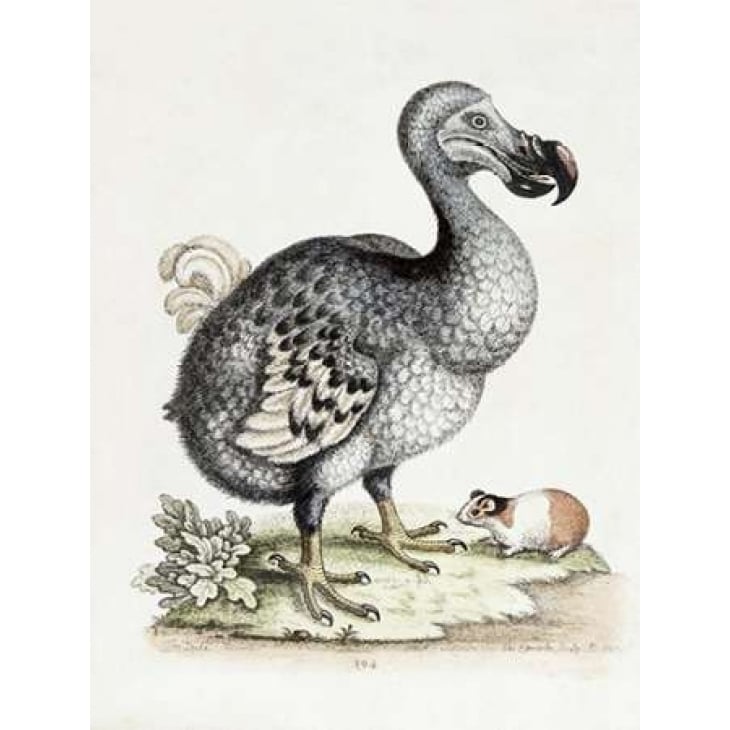 The Dodo Poster Print by Frederick P. Nodder Image 1