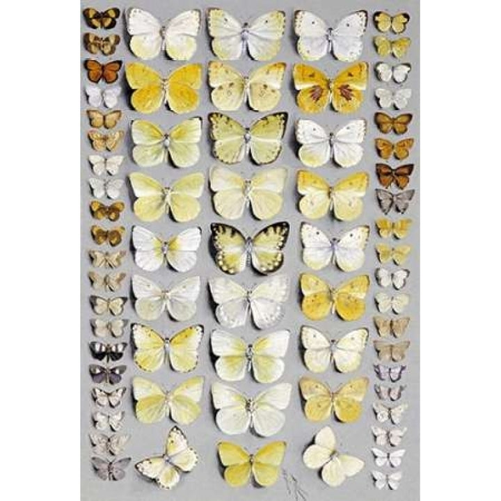 Sixty-Seven Lepidoptera Poster Print by Marian Ellis Rowan Image 1