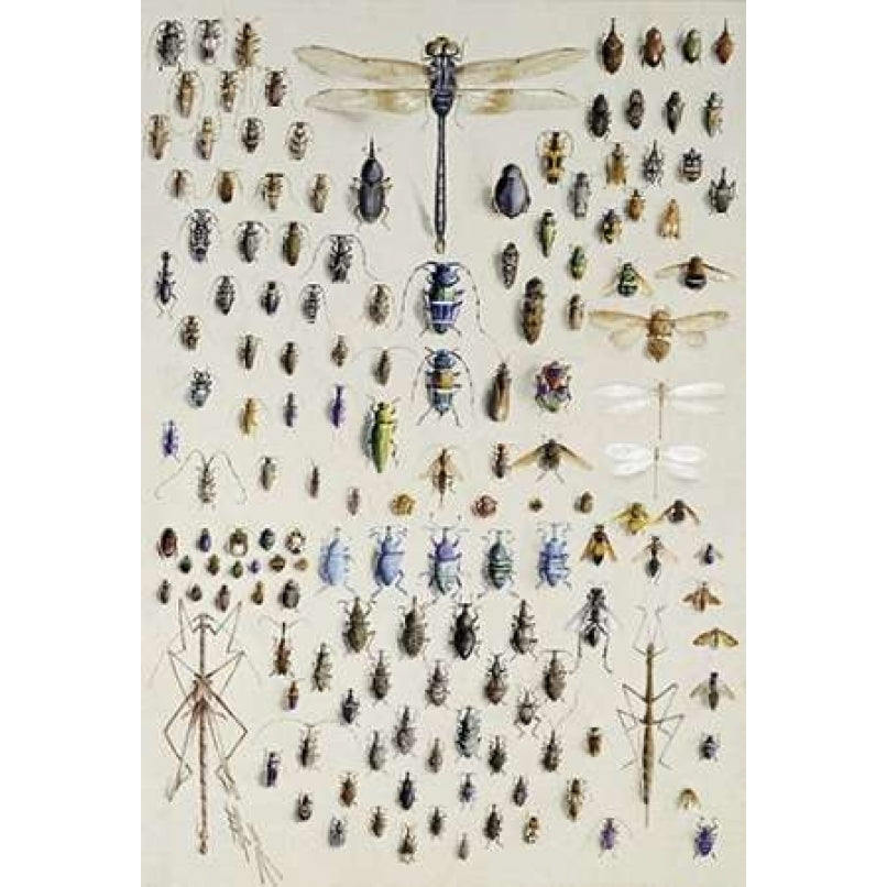 One Hundred and Fifty Insects Poster Print by Nmarian Ellis Rowan Image 1