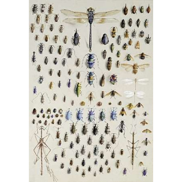 One Hundred and Fifty Insects Poster Print by Nmarian Ellis Rowan Image 1