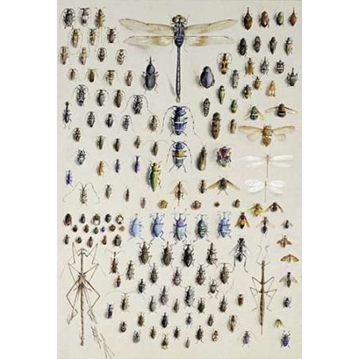 One Hundred and Fifty Insects Poster Print by Nmarian Ellis Rowan Image 1