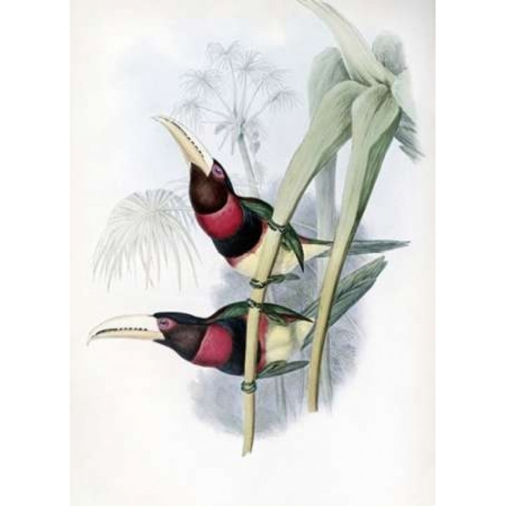 Duchess of Leuchtenbergs Aracari - Toucan Poster Print by John Glover Image 1