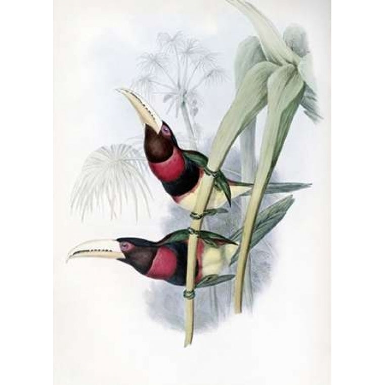 Duchess of Leuchtenbergs Aracari - Toucan Poster Print by John Glover Image 2