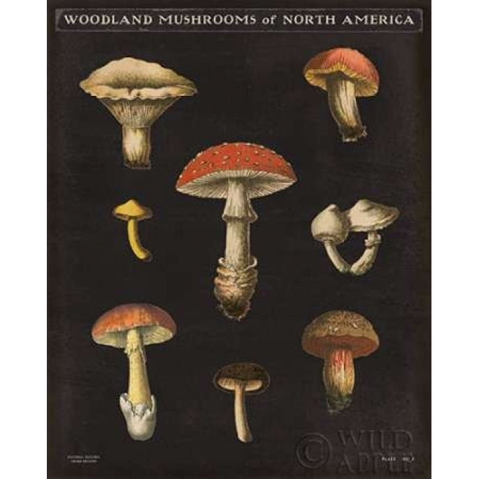 Mushroom Chart II Poster Print by Wild Apple Portfolio Image 1