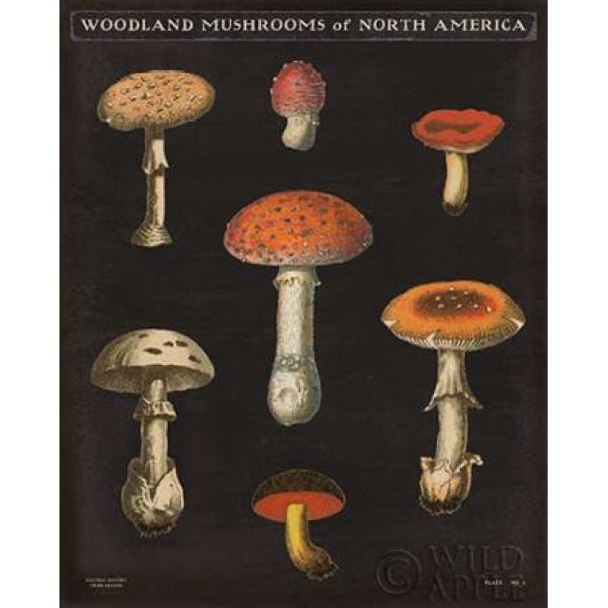 Mushroom Chart III Poster Print by Wild Apple Portfolio Image 2