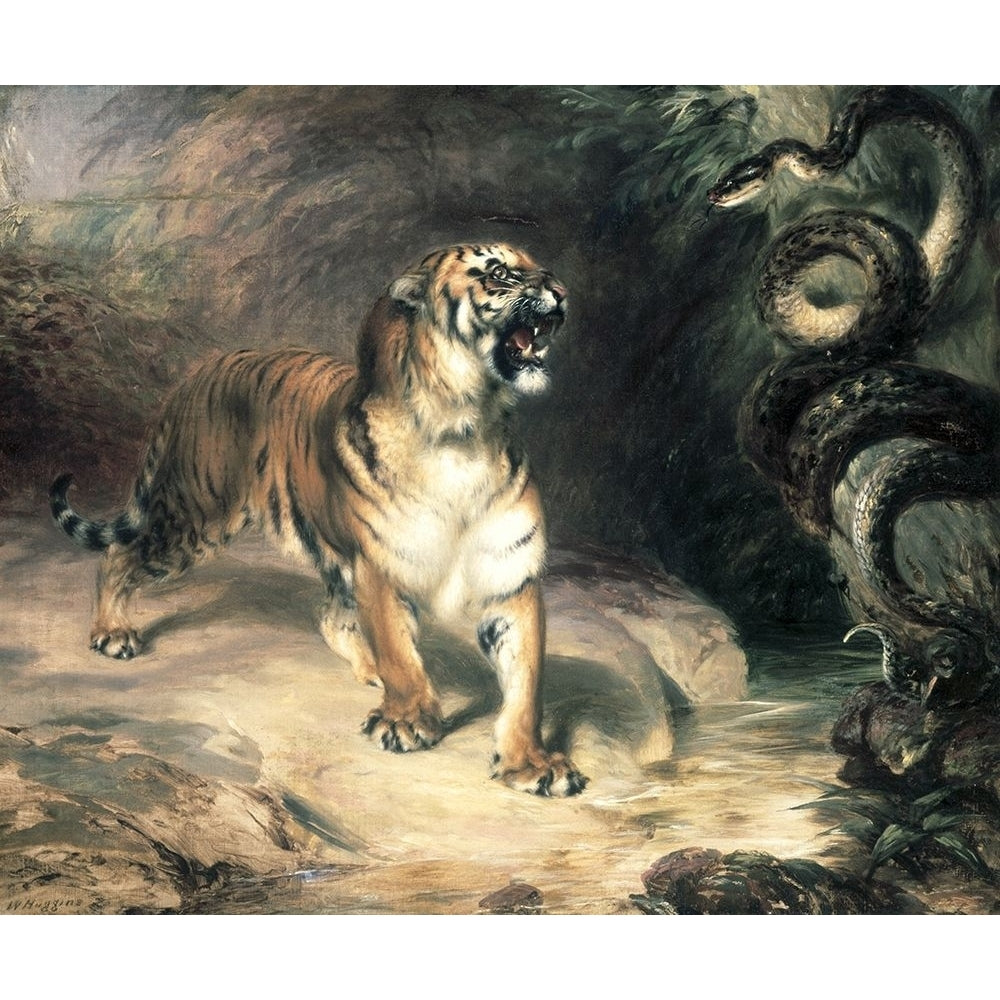 Tiger Confronting a Snake by a Stream Poster Print by William Huggins Image 1