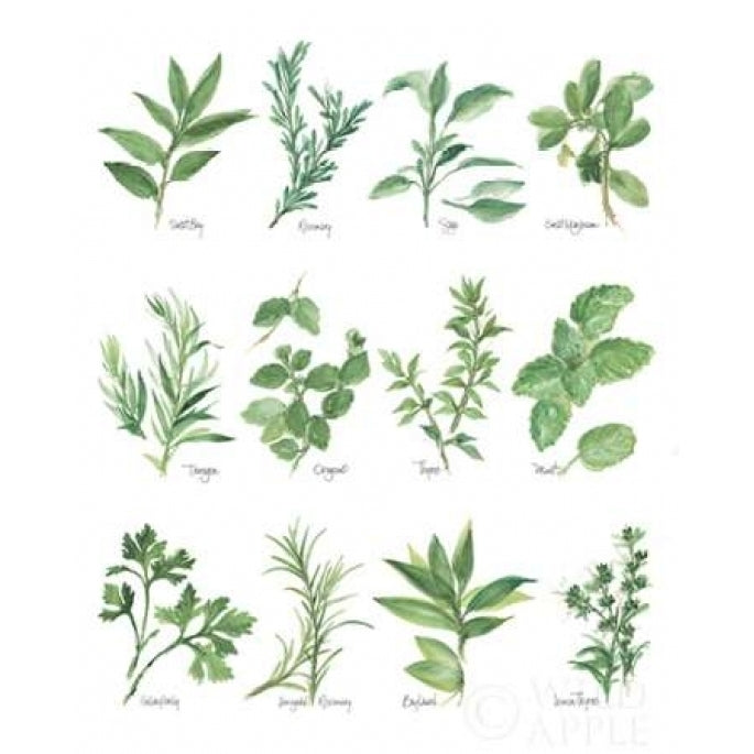 Herb Chart Poster Print by Chris Paschke Image 1