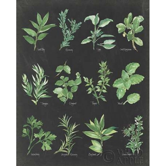 Herb Chart on Black Poster Print by Chris Paschke Image 1