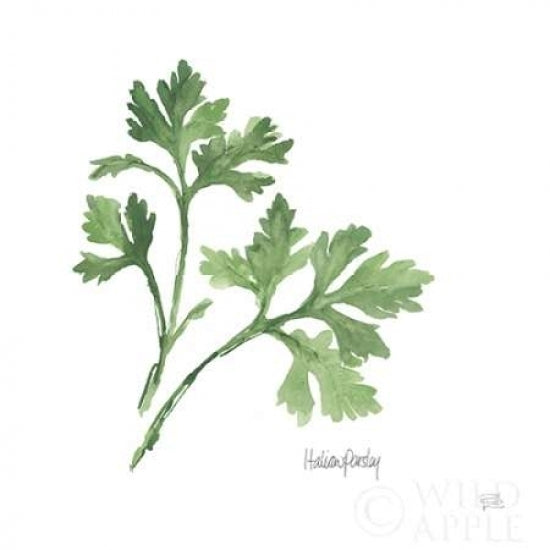 Italian Parsley v2 Poster Print by Chris Paschke Image 1