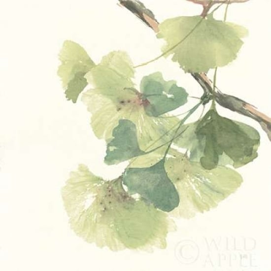 Gingko Leaves II Light Poster Print by Chris Paschke Image 1