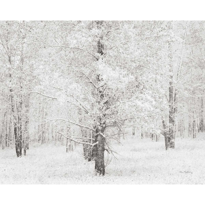 Snow Covered Cottonwood Trees Poster Print by Alan Majchrowicz Image 1