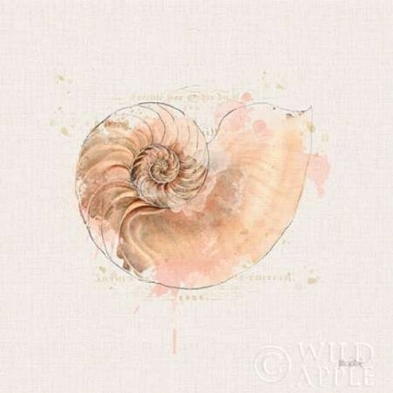 Shell Collector II Poster Print by Katie Pertiet Image 1