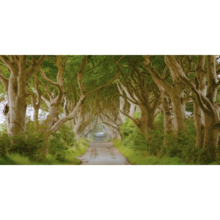 The Dark Hedges Ireland Poster Print by Pangea Images Image 1