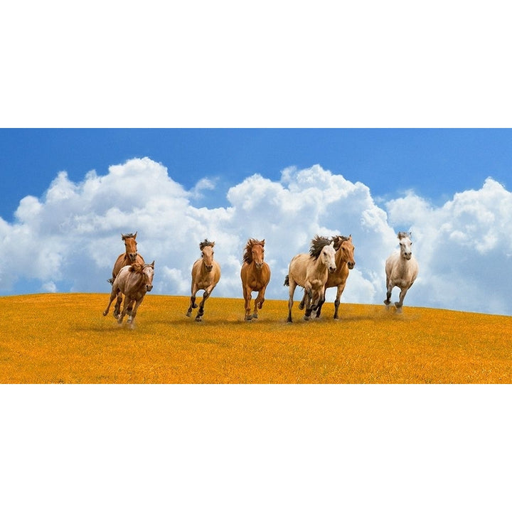 Herd Of Wild Horses Poster Print by Pangea Images Image 1