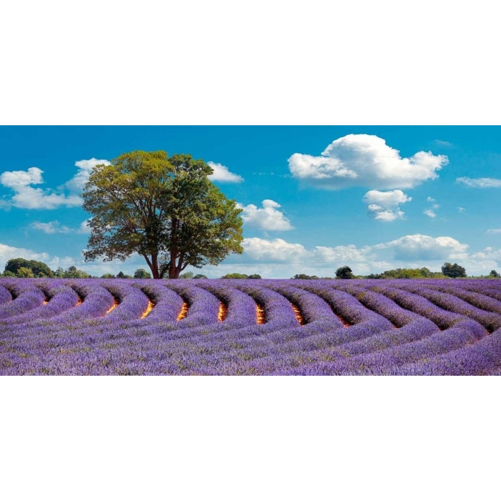 Lavender Field in Provence France Poster Print by Pangea Images Image 2