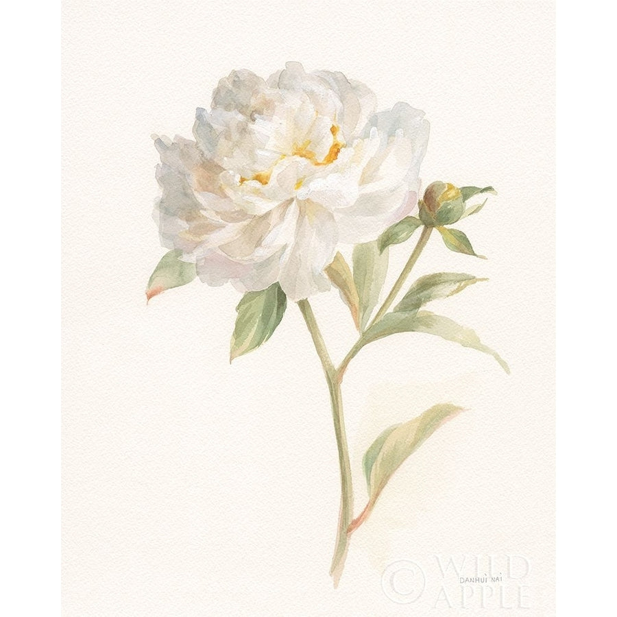 Garden Peony Poster Print by Danhui Nai Image 1