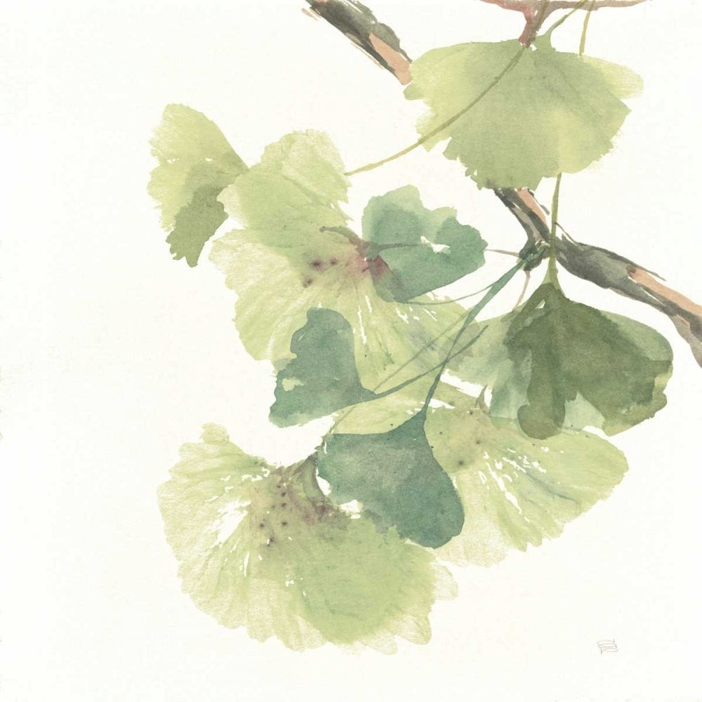 Gingko Leaves II on White Poster Print by Chris Paschke Image 2