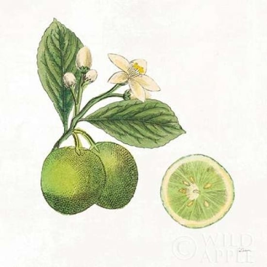 Classic Citrus III Poster Print by Sue Schlabach Image 2