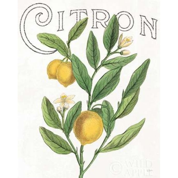 Classic Citrus V Poster Print by Sue Schlabach Image 1