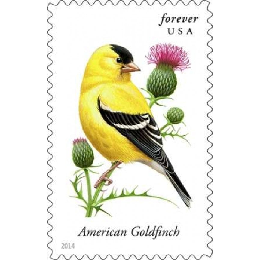 American Goldfinch Poster Print by US Image 1