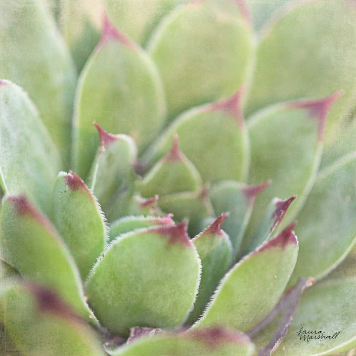 Garden Succulents I Color Poster Print by Laura Marshall Image 1