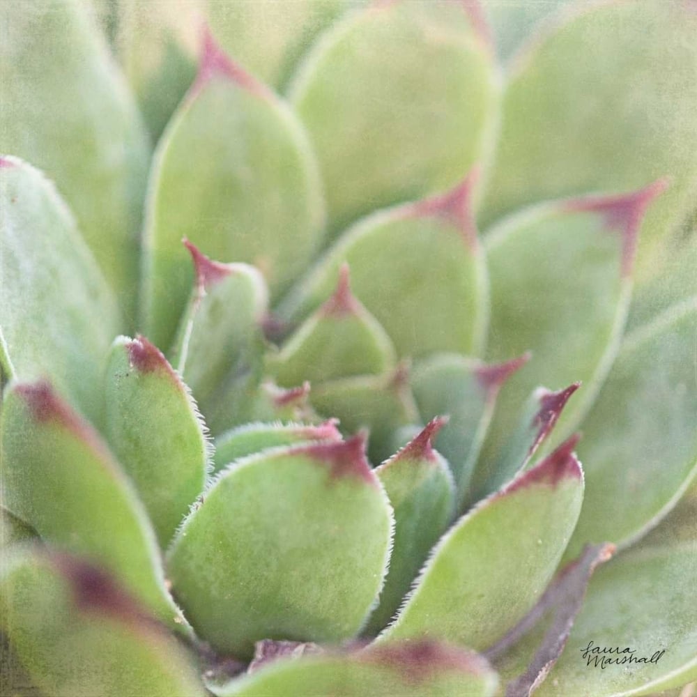 Garden Succulents I Color Poster Print by Laura Marshall Image 1