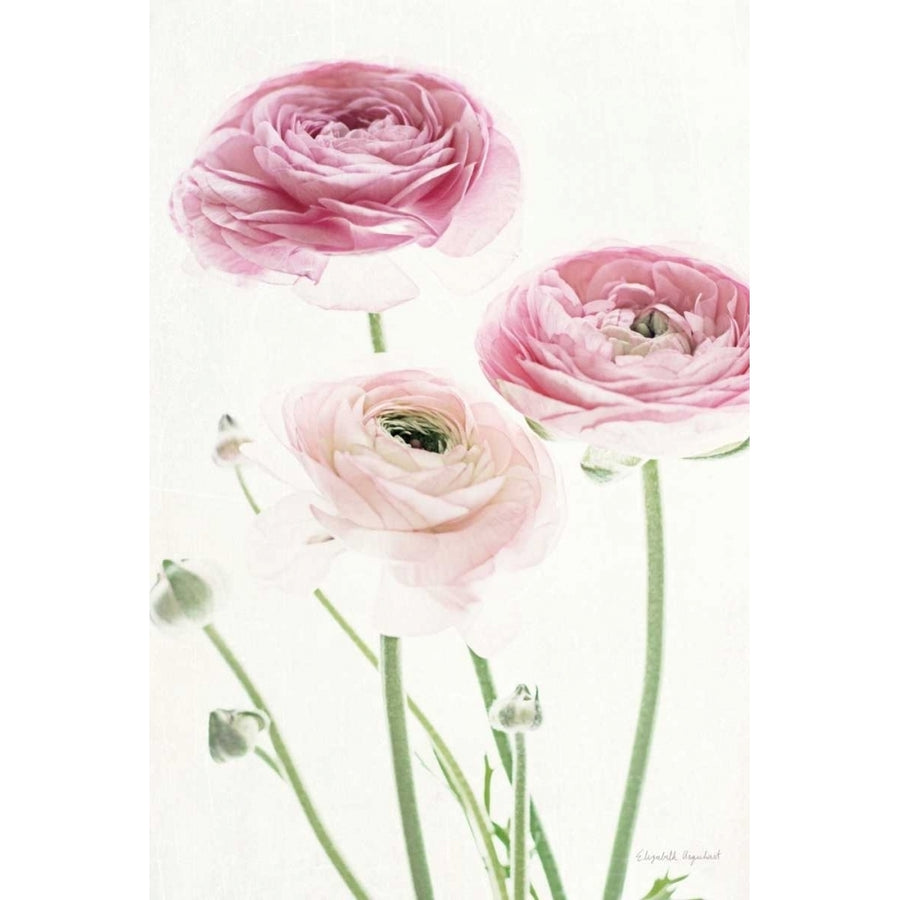 Light and Bright Floral VI Poster Print by Elizabeth Urquhart Image 1