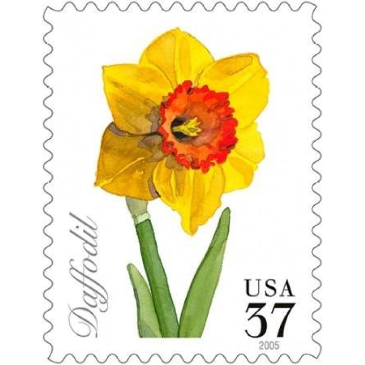 Daffodil 37 Poster Print by US Image 2