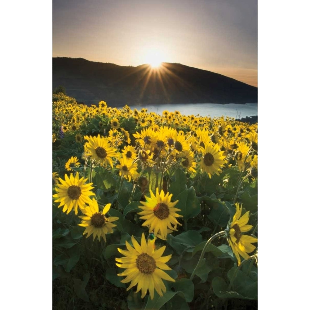 Columbia River Gorge Sunrise Poster Print by Alan Majchrowicz Image 2