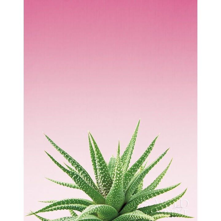 Succulent Simplicity I Pink Ombre Crop Poster Print by Felicity Bradley Image 1