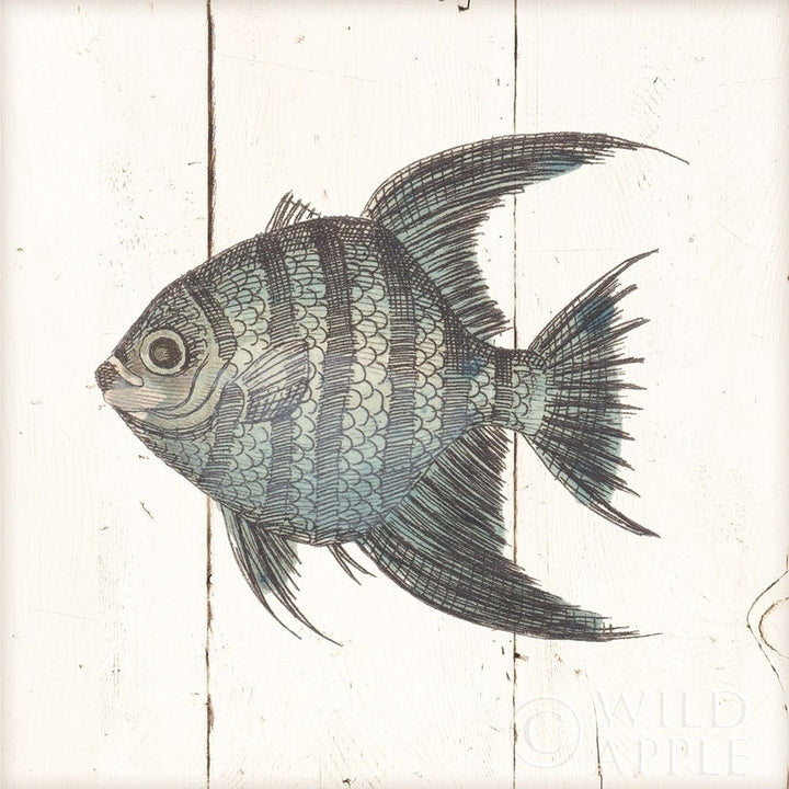 Fish Sketches Ii Shiplap Poster Print by Wild Apple Portfolio Image 2