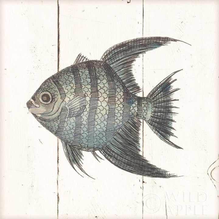 Fish Sketches Ii Shiplap Poster Print by Wild Apple Portfolio Image 1