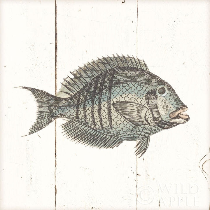 Fish Sketches I Shiplap Poster Print by Wild Apple Portfolio Image 1