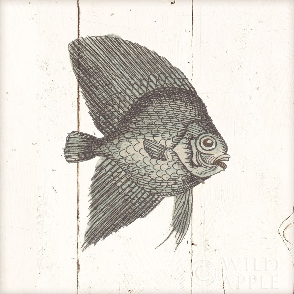 Fish Sketches Iii Shiplap Poster Print by Wild Apple Portfolio Image 1