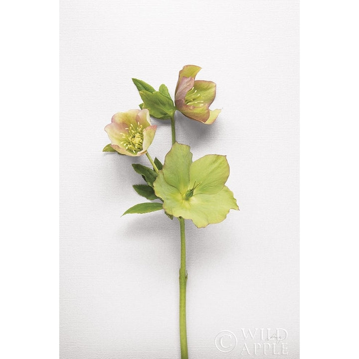 Hellebore Study I Poster Print by Felicity Bradley Image 2