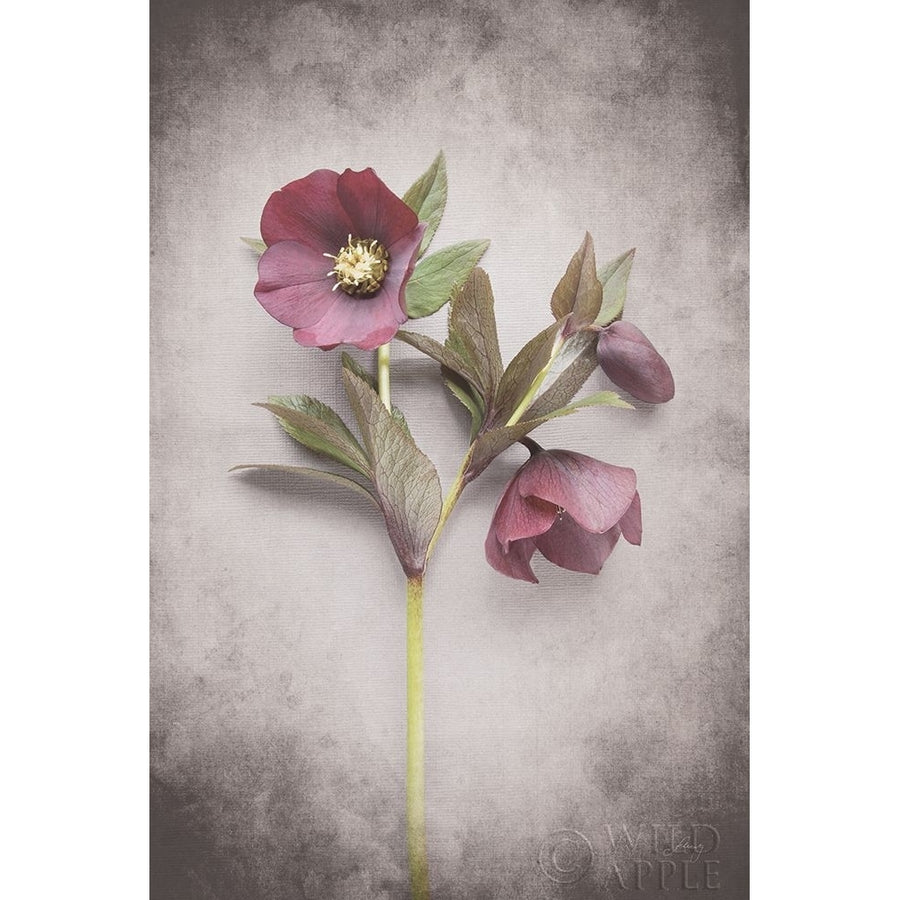 Vintage Hellebore Study V Poster Print by Felicity Bradley Image 1