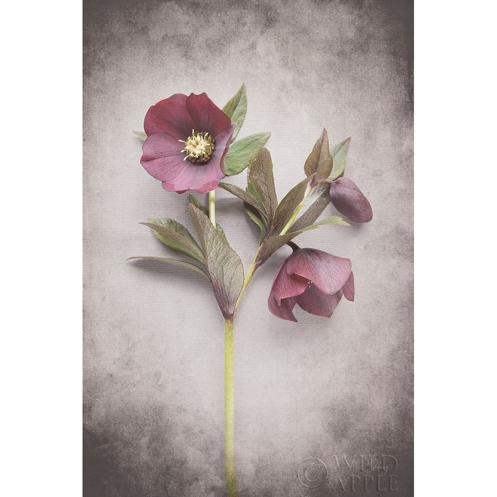 Vintage Hellebore Study V Poster Print by Felicity Bradley Image 2