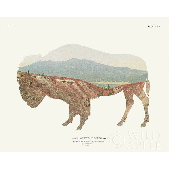 American Southwest Buffalo Poster Print by Wild Apple Portfolio Image 1