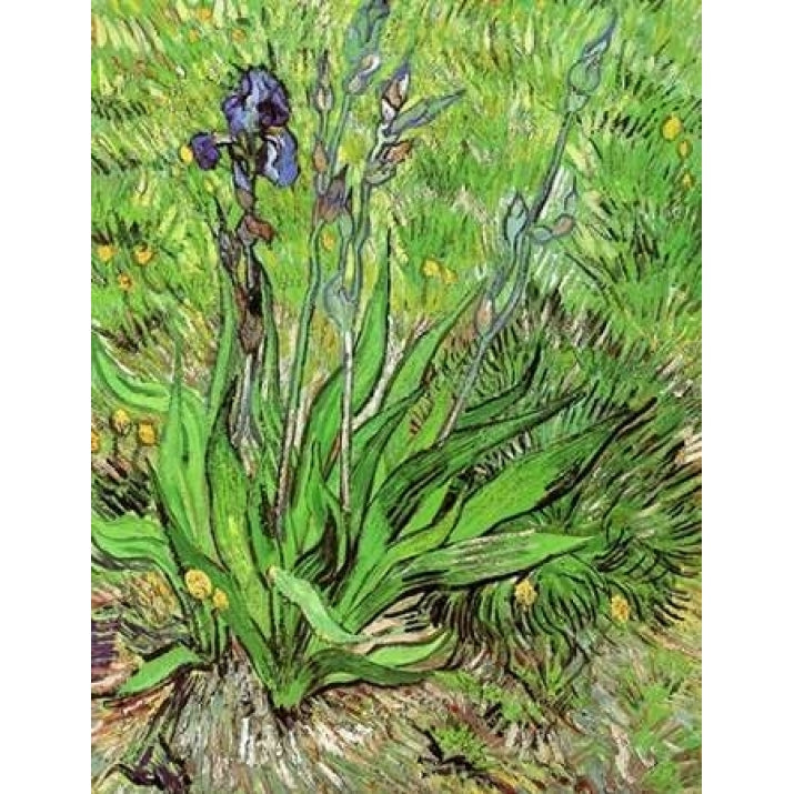 The Iris Poster Print by Vincent Van Gogh Image 1