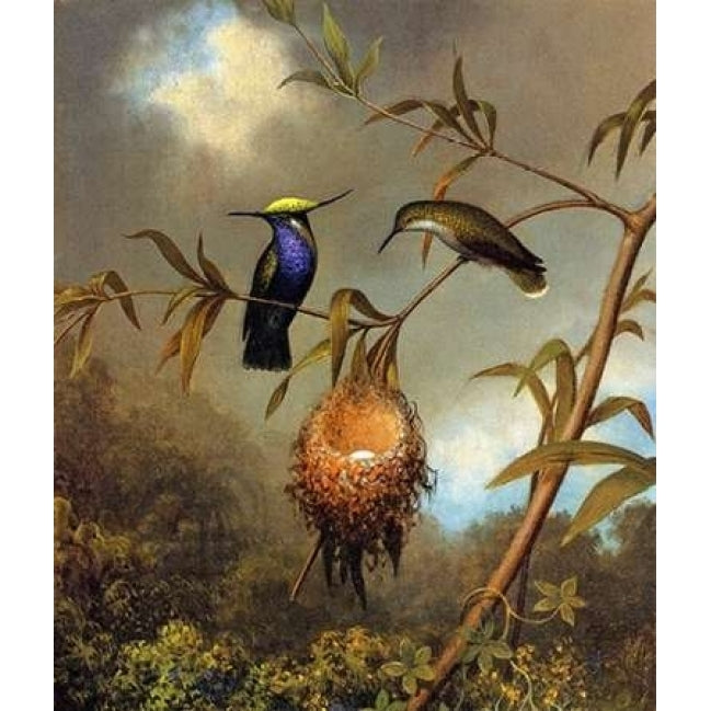 Black Breasted Plovercrest Poster Print by Martin Johnson Heade Image 2