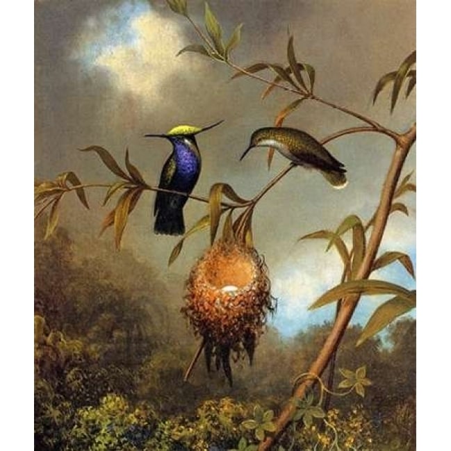 Black Breasted Plovercrest Poster Print by Martin Johnson Heade Image 1