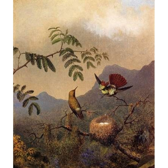 Frilled Coquette Poster Print by Martin Johnson Heade Image 2