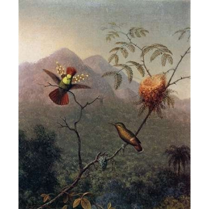 Tufted Coquette Poster Print by Martin Johnson Heade Image 1